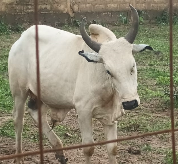 Cow