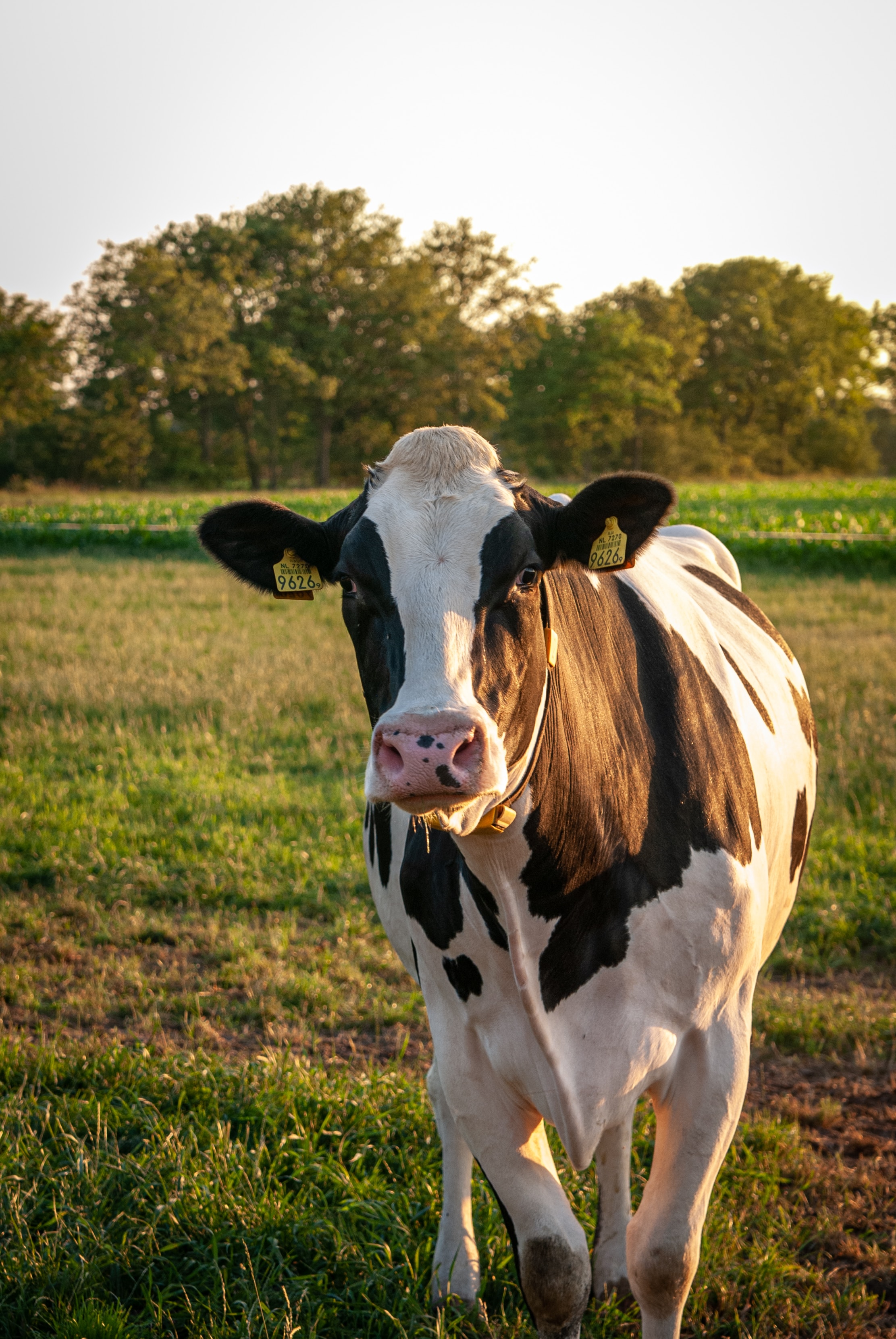 Cow